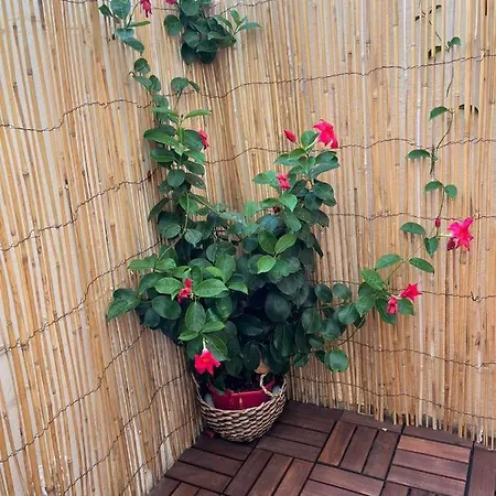 Pretty Studio : A Lovely Studio Lodges 3 Adults Close To Monte Carlo ! Beausoleil
